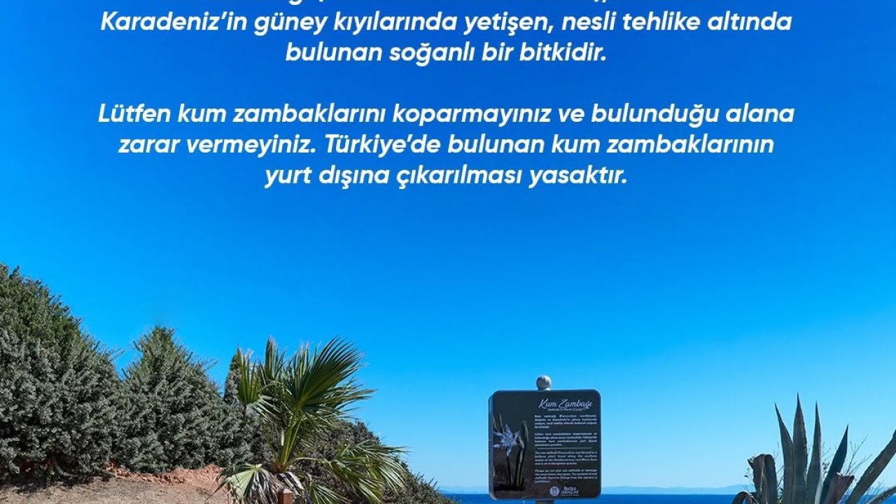 Didim Belediyesi Kum Zambağı’nı koruma altına aldı