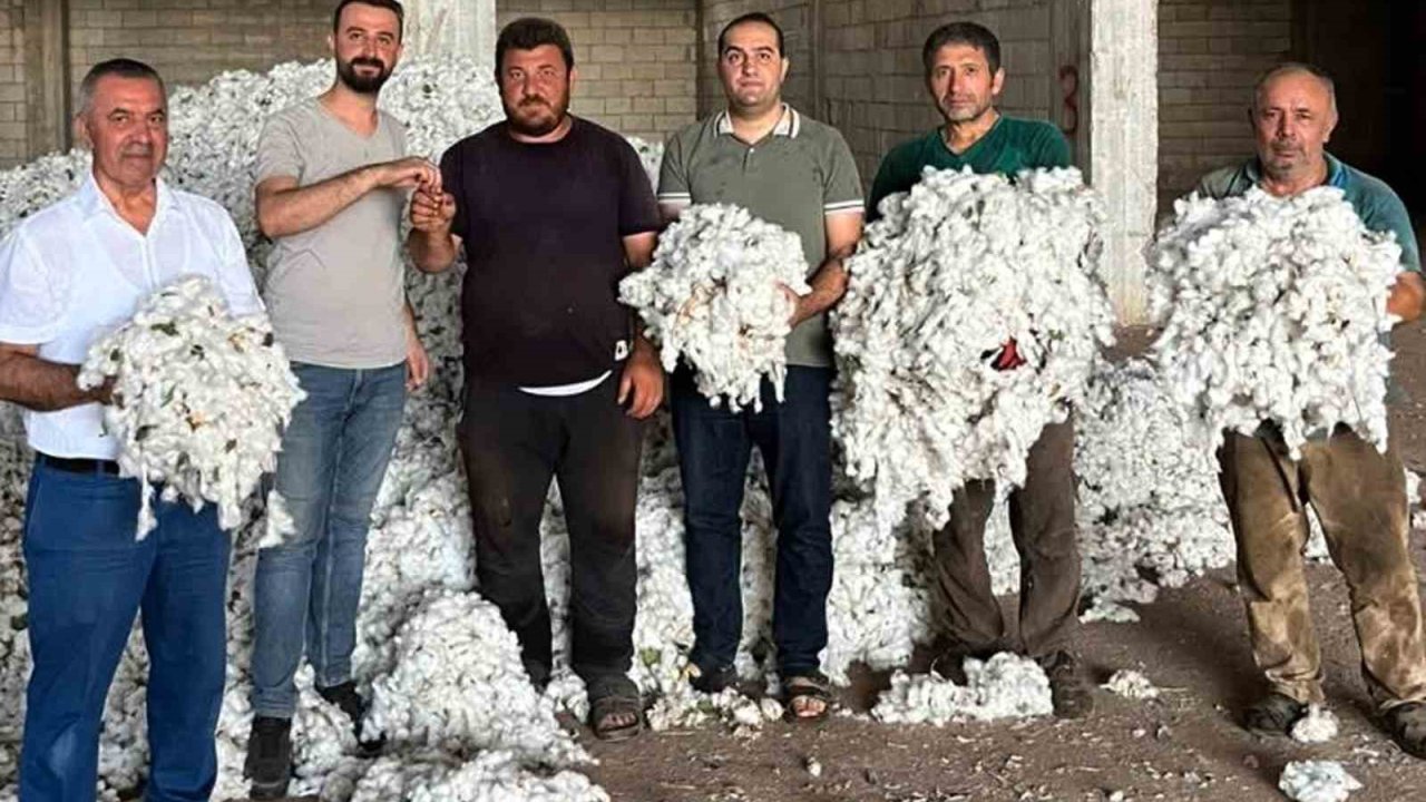 Araban Ovası’nda pamuk hasadı başladı