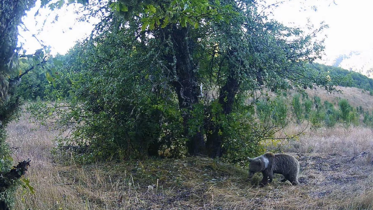 Kastamonu’da yaban hayatı fotokapanlarla görüntülendi