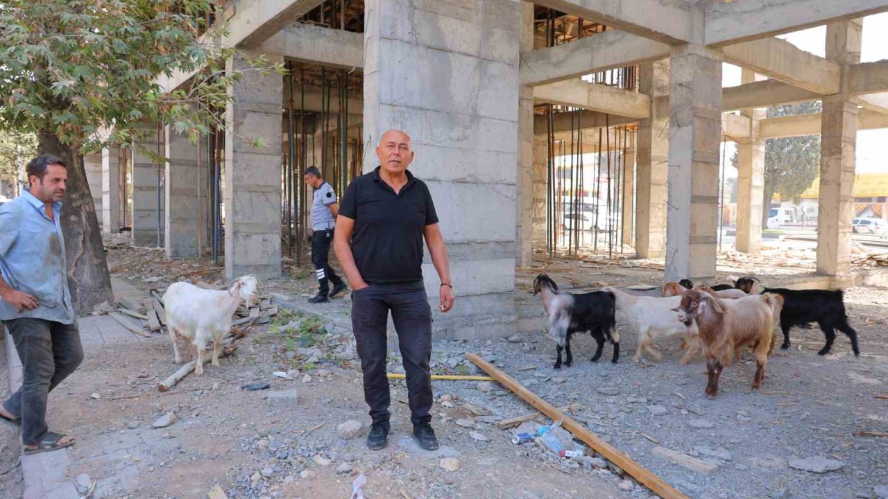 Başıboş gezen 9 keçiyi esnaf buldu, sahibi aranıyor