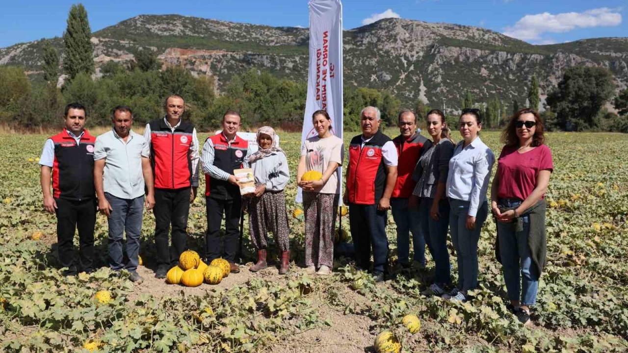 Menteşe Karabağlar yaylasında asırlık lezzetin hasat zamanı