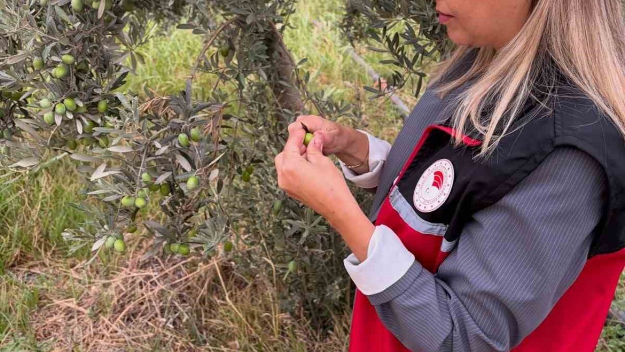 Burhaniye’de zeytin bahçelerinde zeytin sineği kontrolleri artırıldı