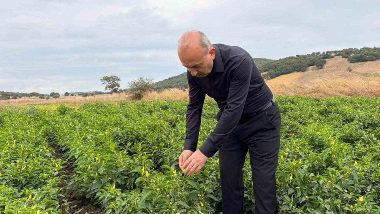 Karesi’de turşuluk biberiye hasadı sürüyor