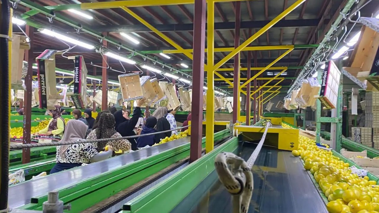 Yurt dışına satılan limonda pestisit kontrolleri sürüyor