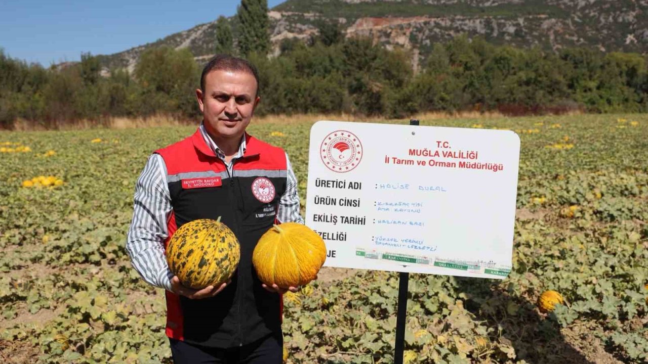 Menteşe’de yayla kavunu ve ata sebzelerinin hasadı yapıldı