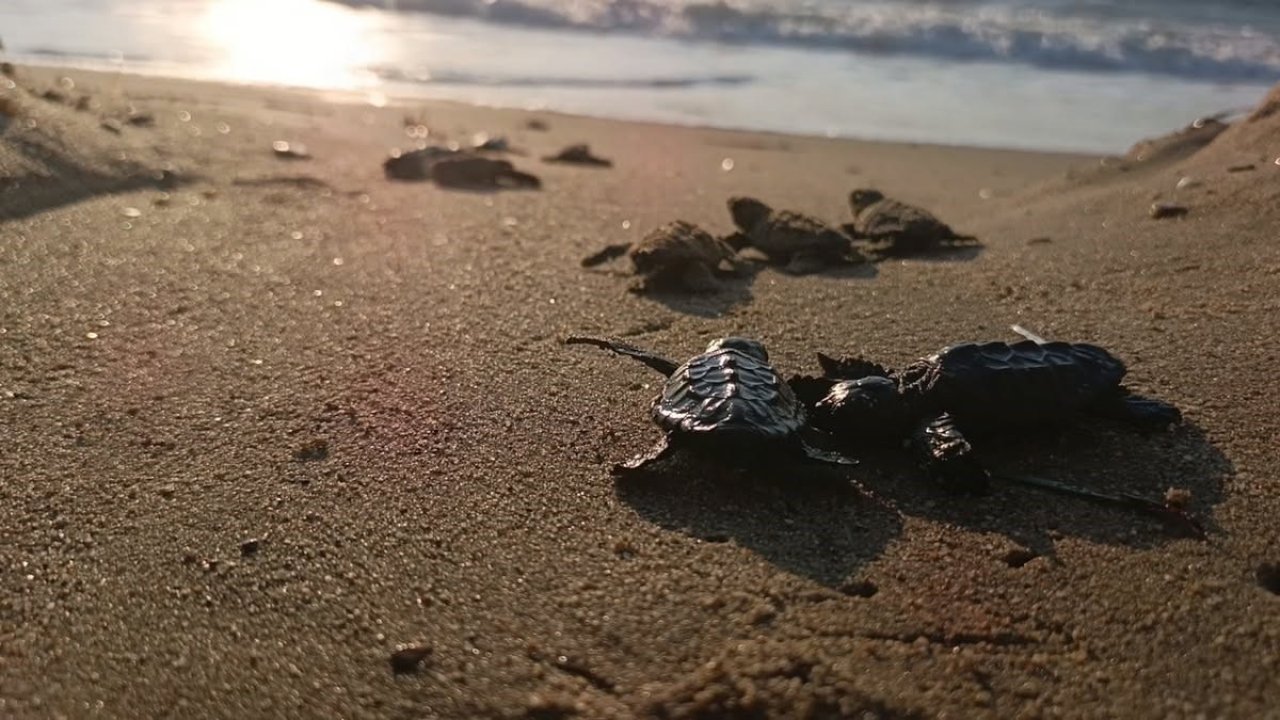 Sürpriz yuvadan 67 caretta caretta yavrusu çıktı