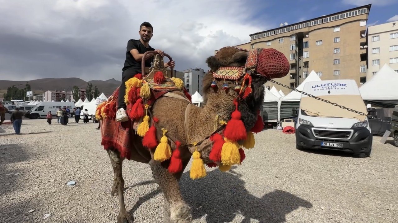 Yüksekova’ya getirilen develer ve midilli atları ilgi gördü