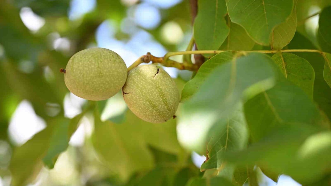 Kahramanmaraş’ta ceviz hasadı