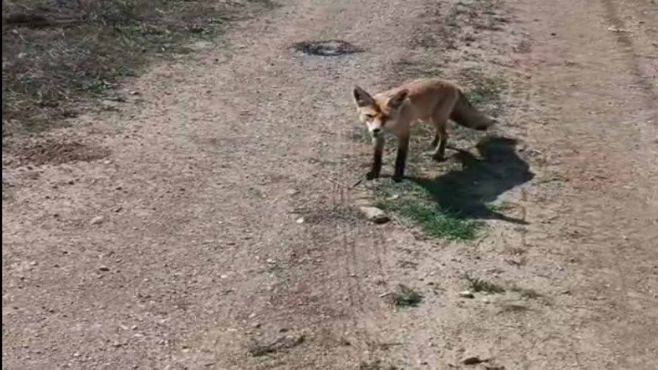 Bayburtlu vatandaşın ’Mazlum’ adını verdiği tilki peşinden ayrılmıyor