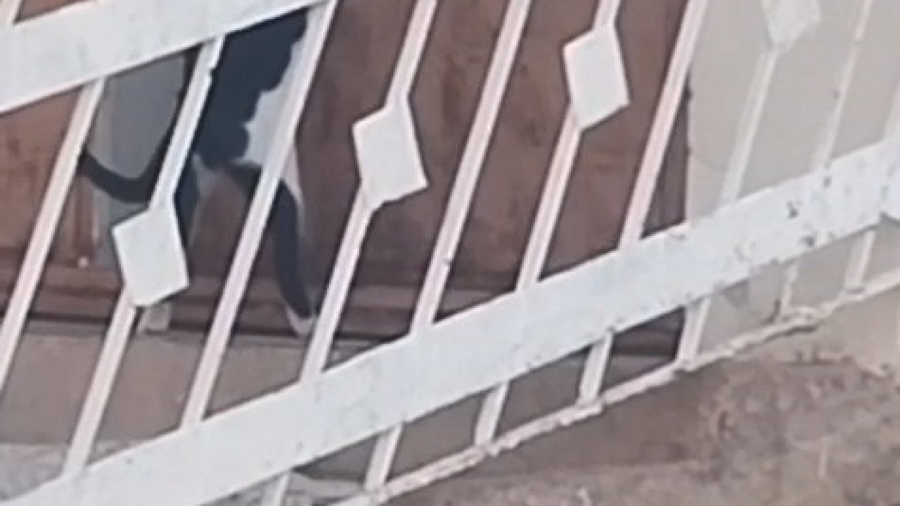 Elazığ’da bir kedi, evin kapısını açarak içeri girdi