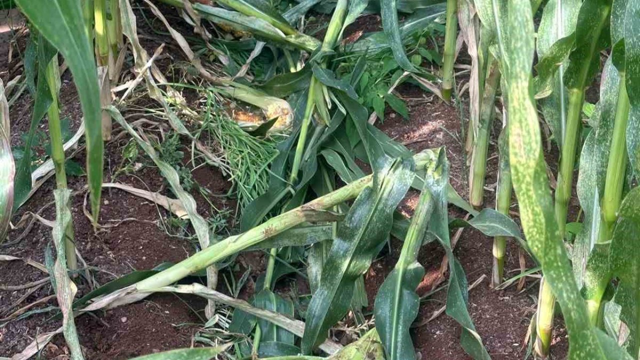 Altun’dan yaban domuzu uyarısı