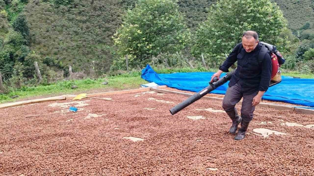 Fındık üreticisi, yağmur nedeniyle kurutamadığı ürününü üfleme körüğüyle kurutuyor