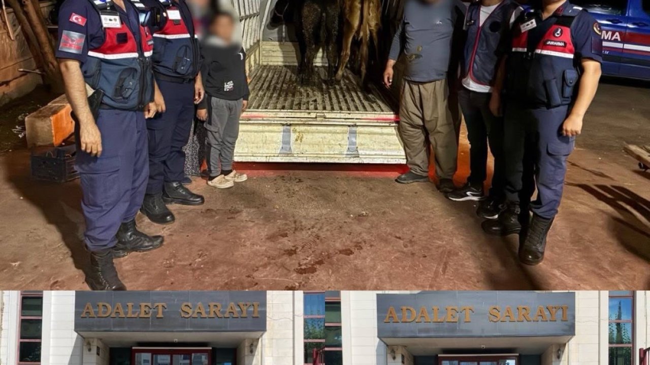 Jandarma çalınan 13 hayvanın izini sürdü: 3 büyükbaş sahibine teslim edildi
