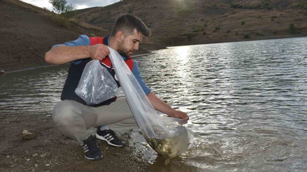 Bayburt’taki göletlere 150 bin sazan yavrusu bırakıldı