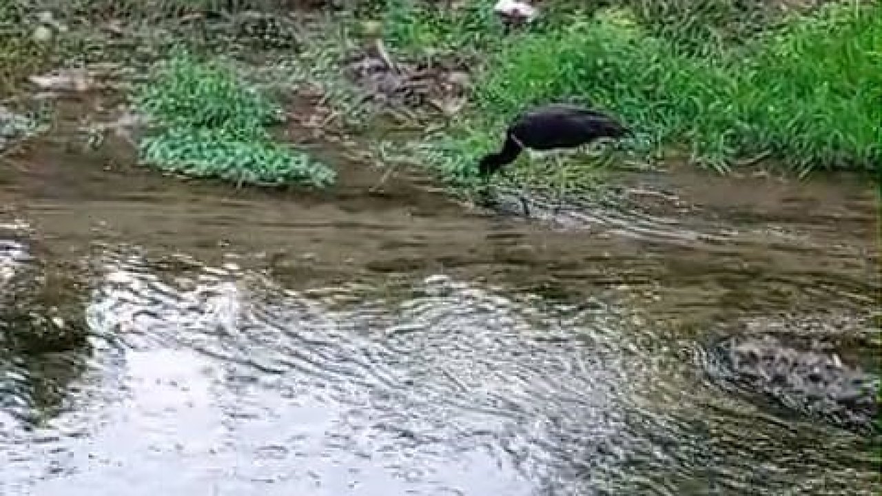 Nadir görülen kara leylek, beslenirken görüntülendi