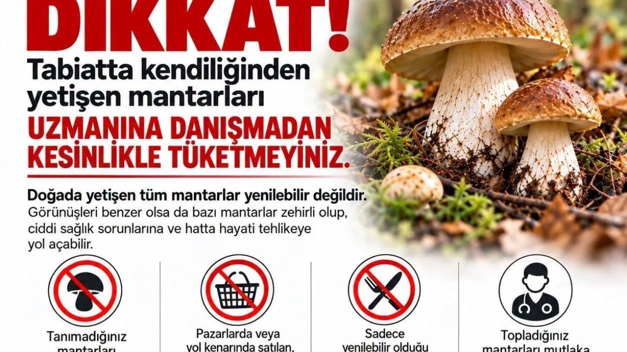 Sinop’ta mantar toplayıcılarına uyarı
