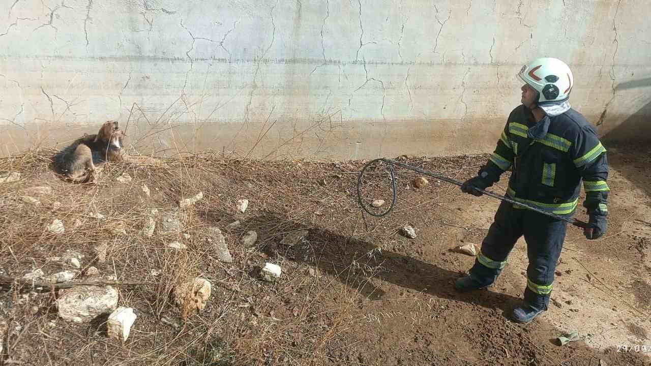 Kuru havuzda mahsur kalan köpek kurtarıldı