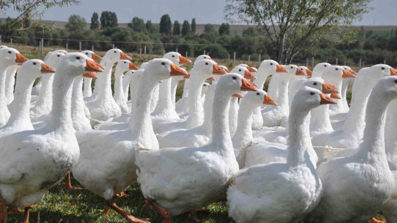 Başkanlığı bıraktı, kaz yetiştirmeye başladı
