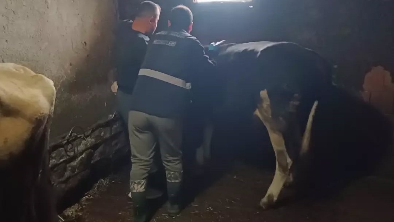 Yığılca’da büyükbaş hayvanlara şap ve bruselloz aşılaması yapıldı
