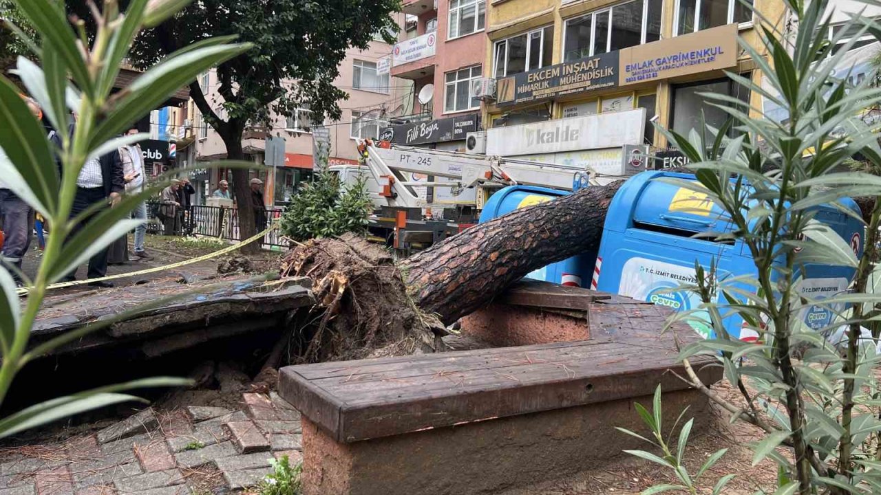 İzmit’te parkta ağaç devrildi