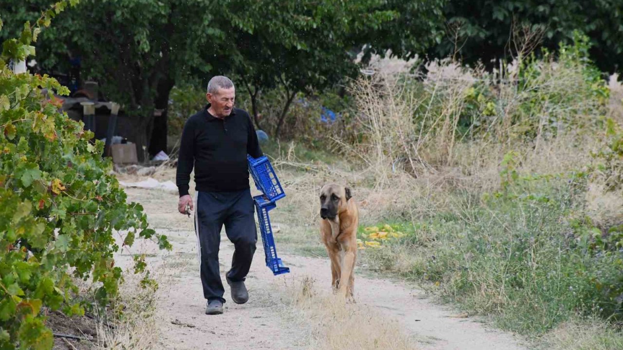 Bozkırın ortasında 15 yıllık emek: Emekli öğretmen yeşil vaha oluşturdu