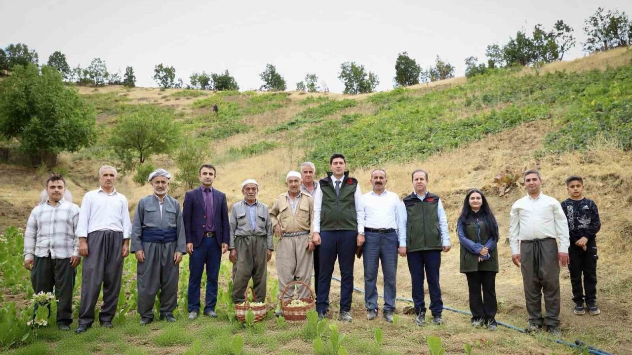 Şemdinli’de üzüm hasadı başladı