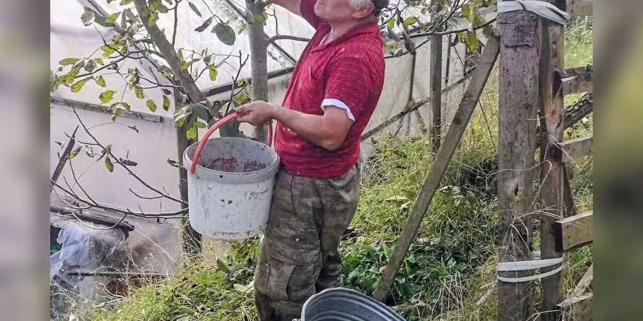 Ağasar’da fındığa alternatif olarak ceviz üretiliyor