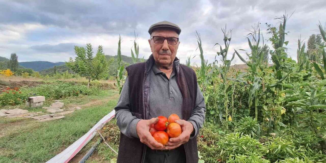 Dededen kalan domates tohumunu geleceğe taşıyor