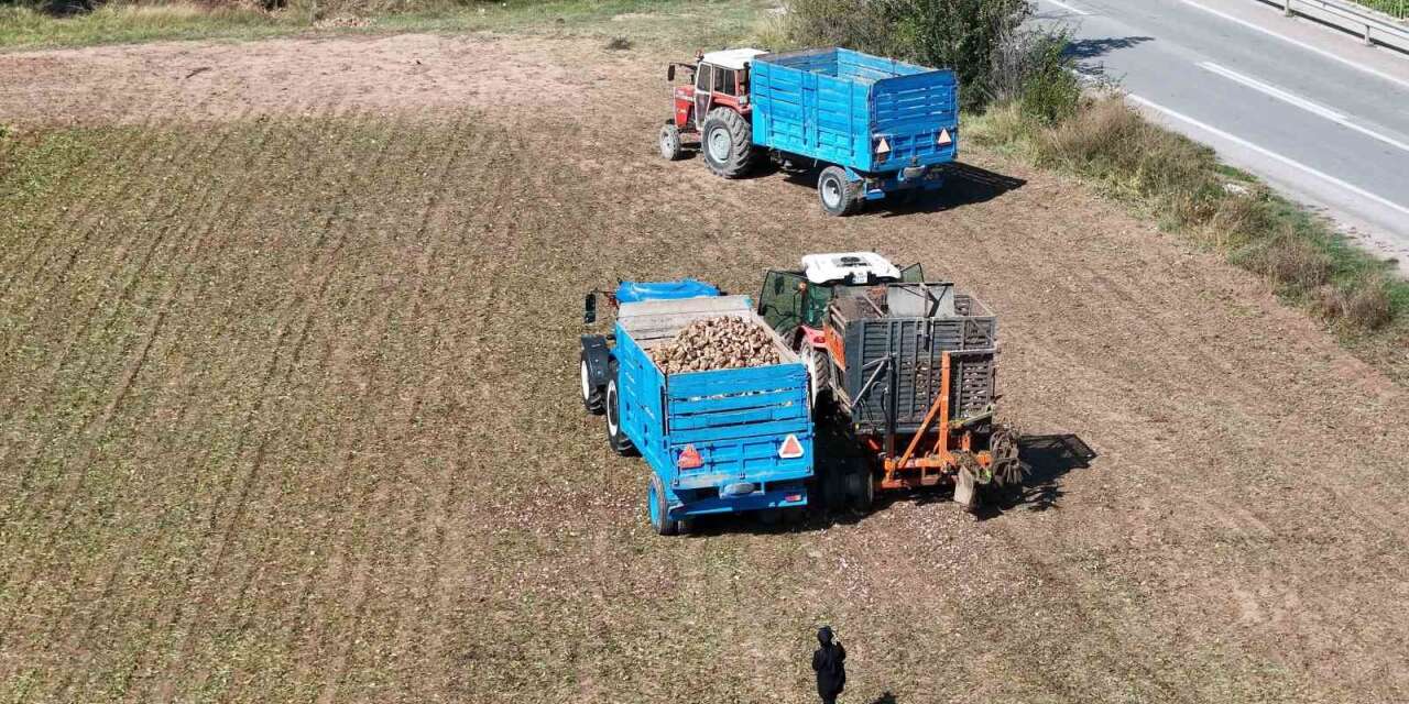 Erzincan’da şeker pancarı hasadı başladı