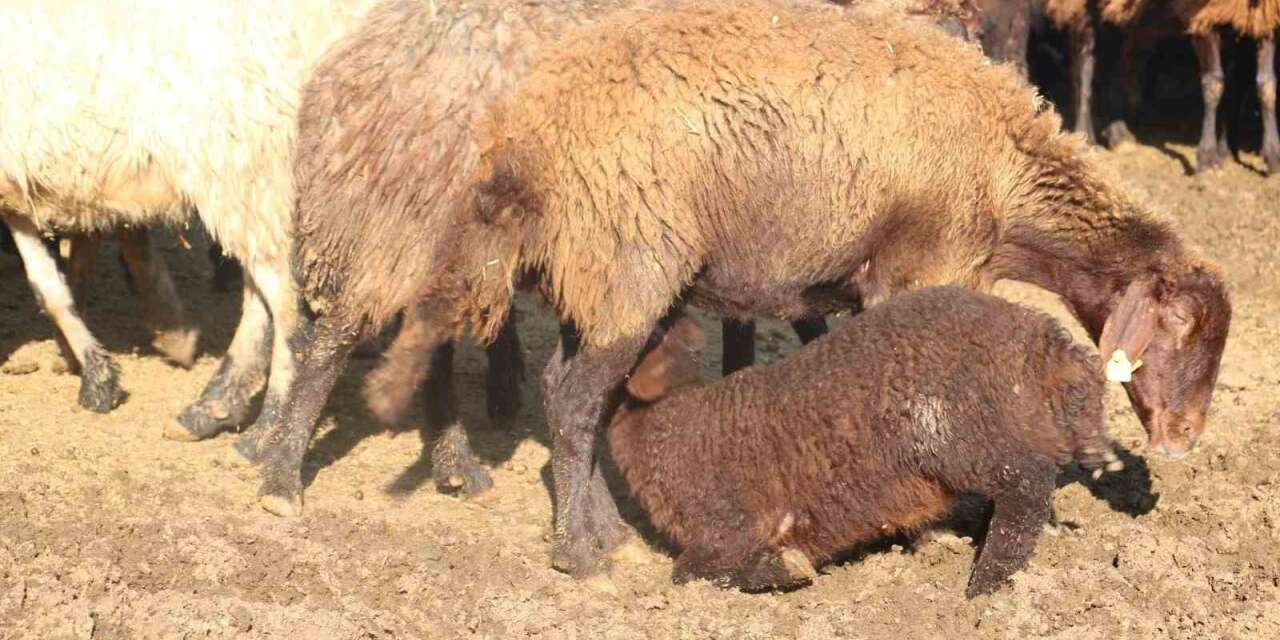 Koyun yetiştiricilerine "mavi dil" hastalığı uyarısı