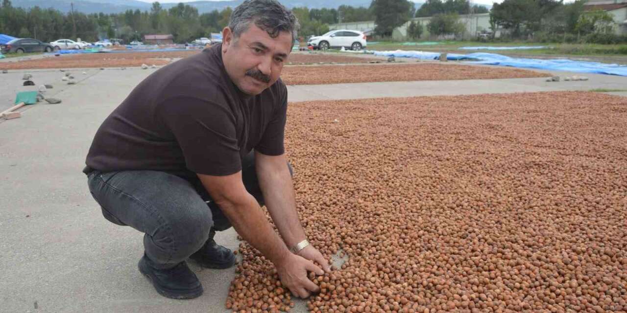 Yağmurdan kaçan Ordulu fındık üreticileri Tokat’ta da sağanağa yakalandı