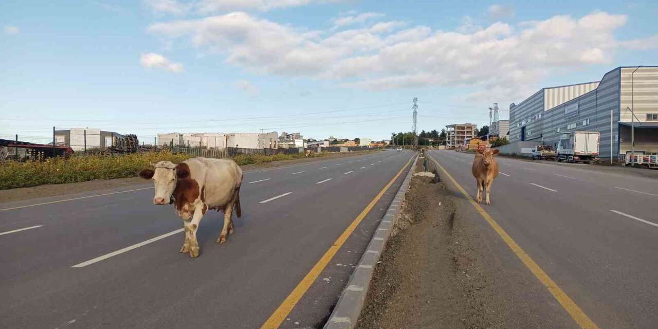 Yol ortasında başıboş yürüyen inekler tehlike oluşturdu