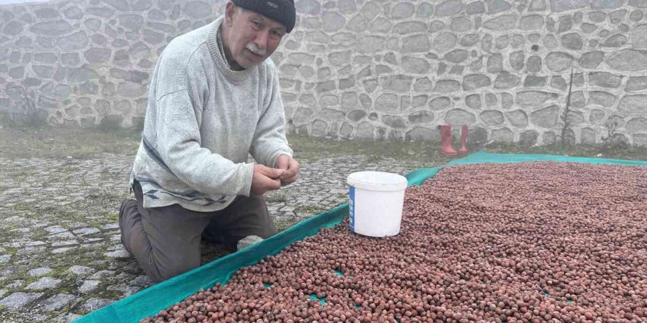 Fındık üreticisinin fındık kurutma çilesi yaylada da devam ediyor