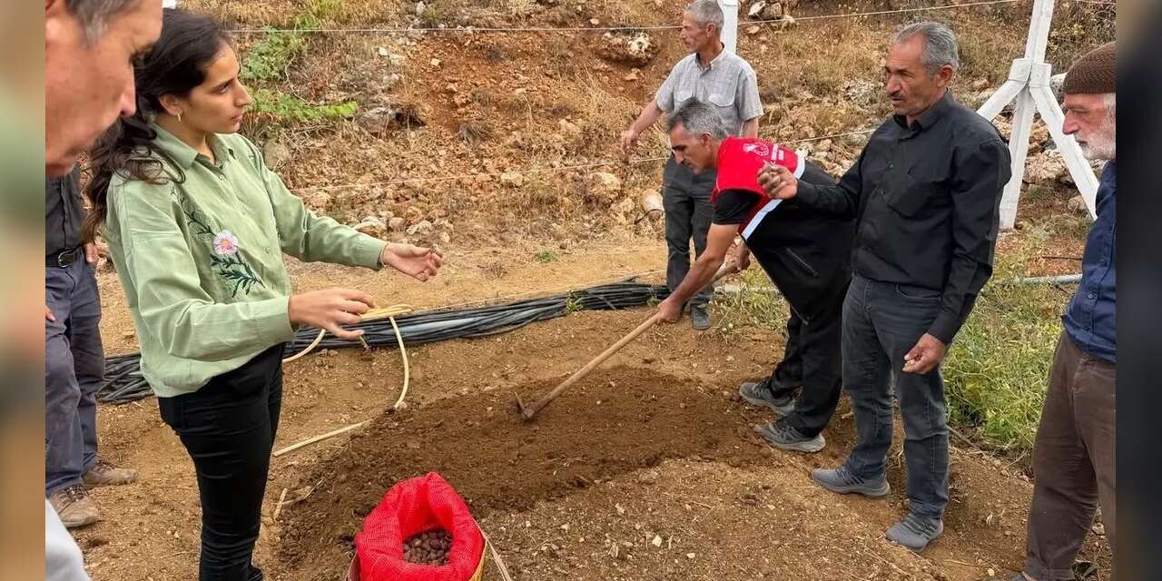 Çelikhan’da 10 üreticiye 90 kilogram salep yumrusu dağıtıldı