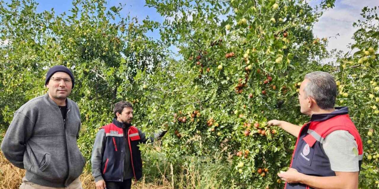 Başmakçı’da hünnap üretimi tarımsal çeşitliliğe katkı sağlıyor