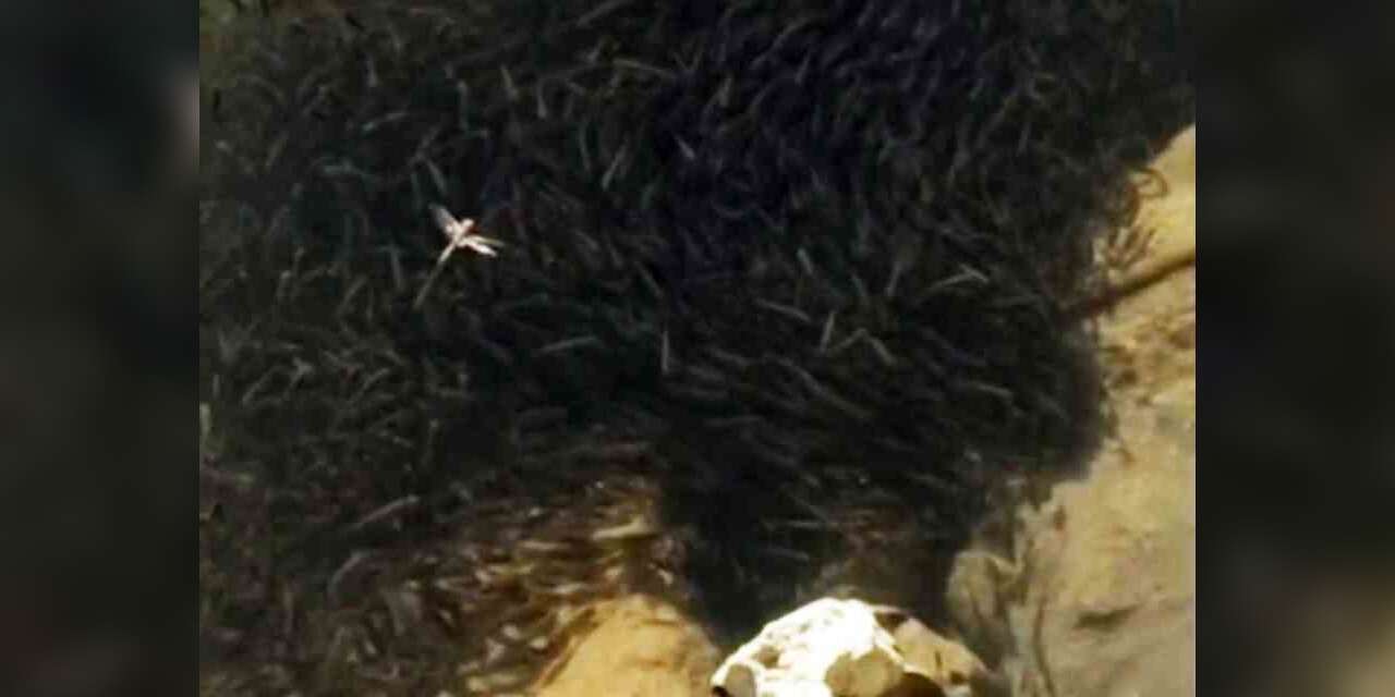 Yüksekova’da binlerce balık susuzluk tehlikesiyle karşı karşıya