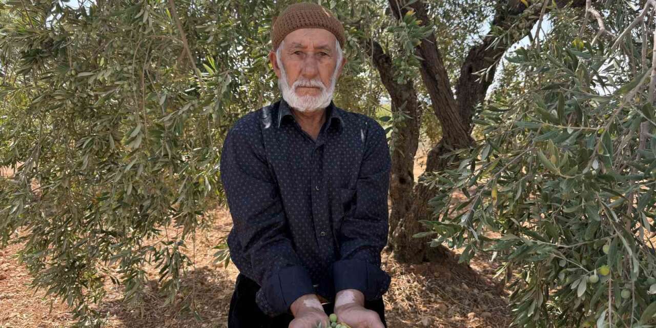 Gaziantep’te sofralık yeşil zeytin hasadı başladı