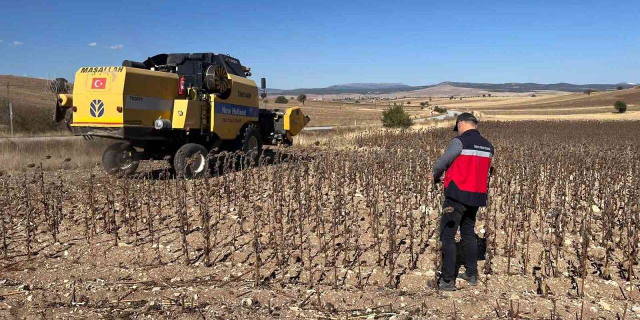 Aslanapa’da yüzde 75 hibeli ayçiçeğinde hasat kontrolleri