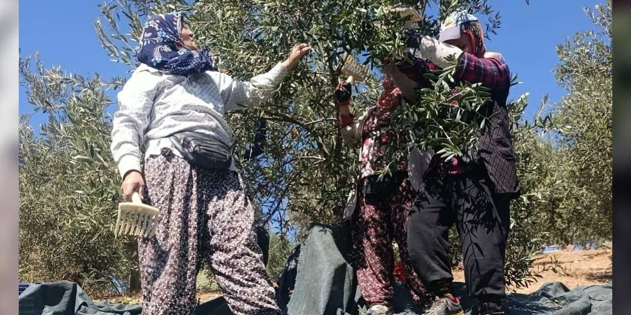 Coğrafi işaretli Domat zeytininde hasat başladı