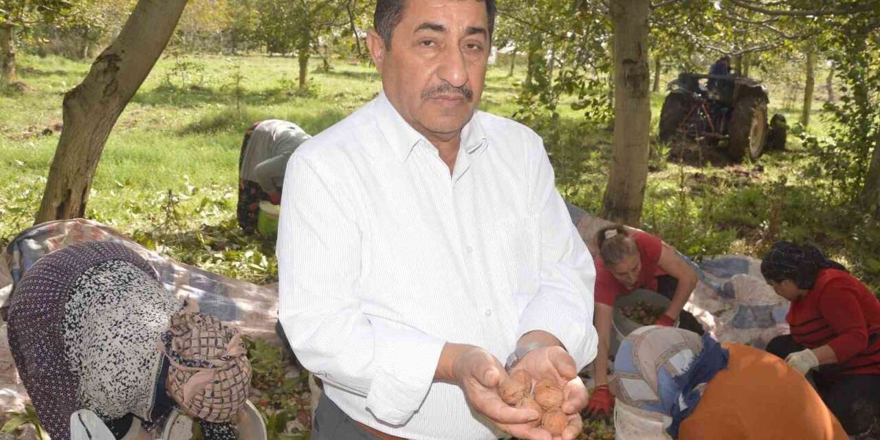 Tokat’ın ’beyaz altını’nda hasat başladı
