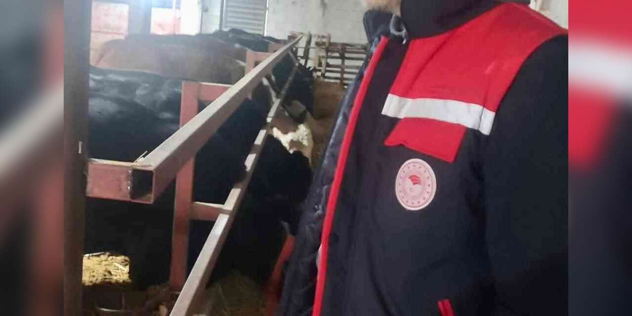 İthal hayvanların bulunduğu işletmelerde kontroller sürüyor