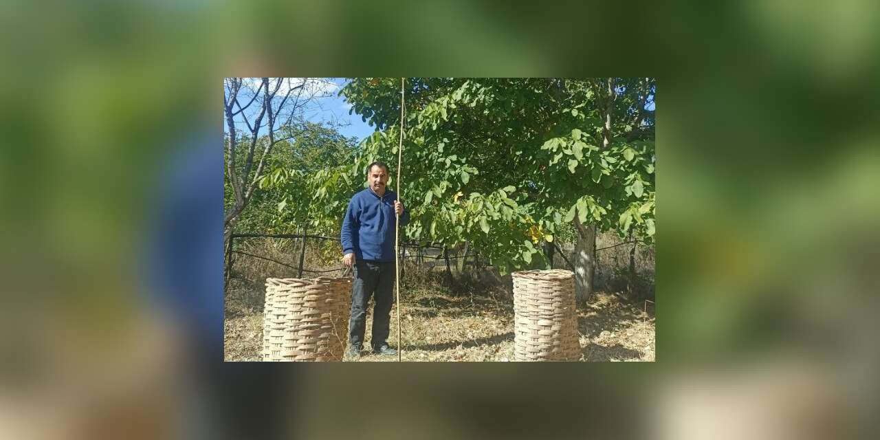 Emet’te ceviz hasadı başladı