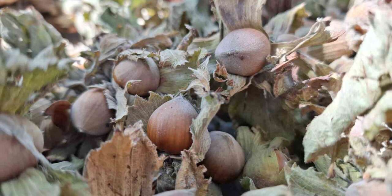 Fındık ihracatı geçen yılın altında kaldı
