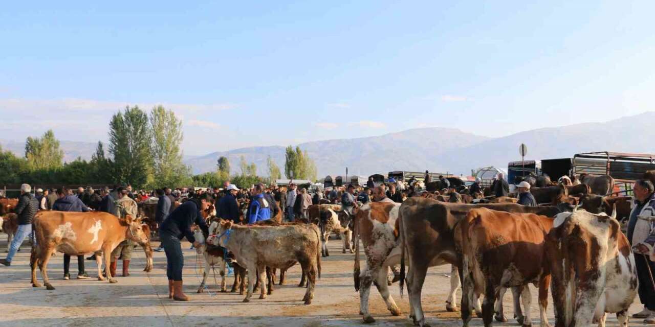 Erzincan’da hayvan yetiştiricilerine şap hastalığına karşı aşılama uyarısı