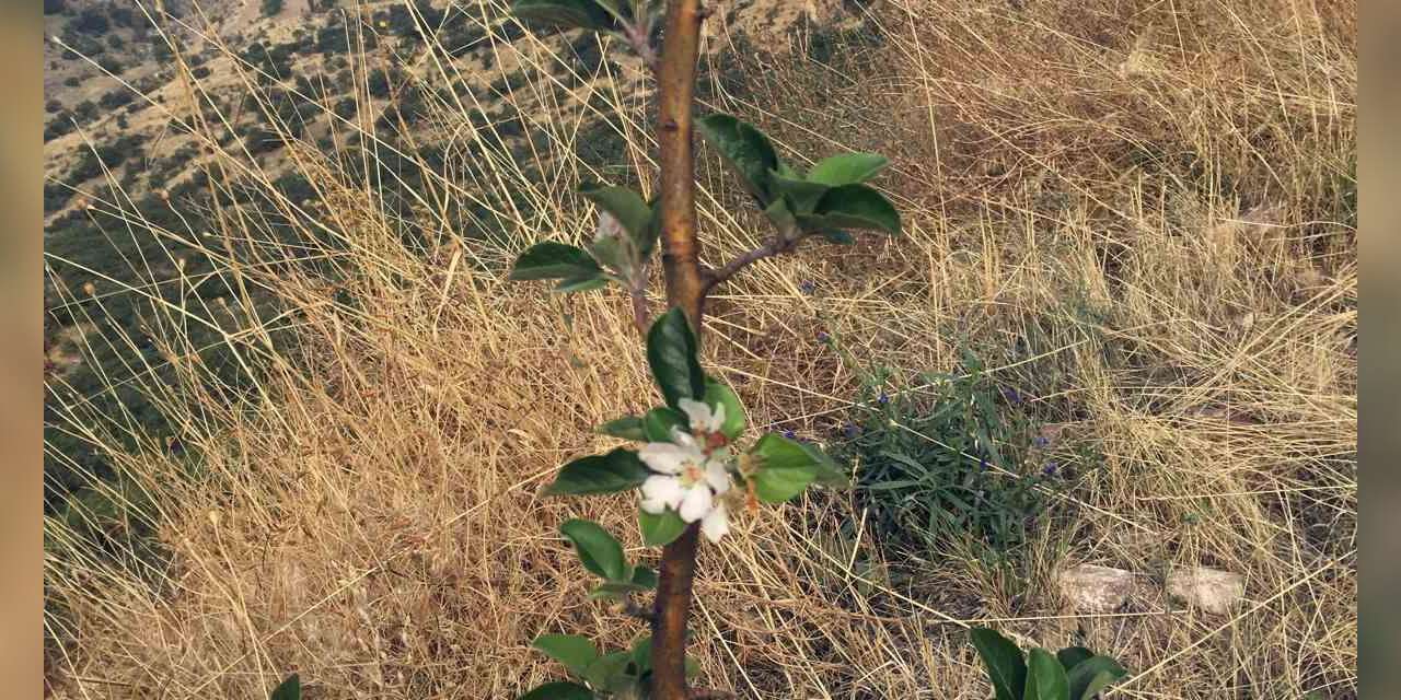 Ali Dağı’nda ekimde elma ağacı çiçek açtı