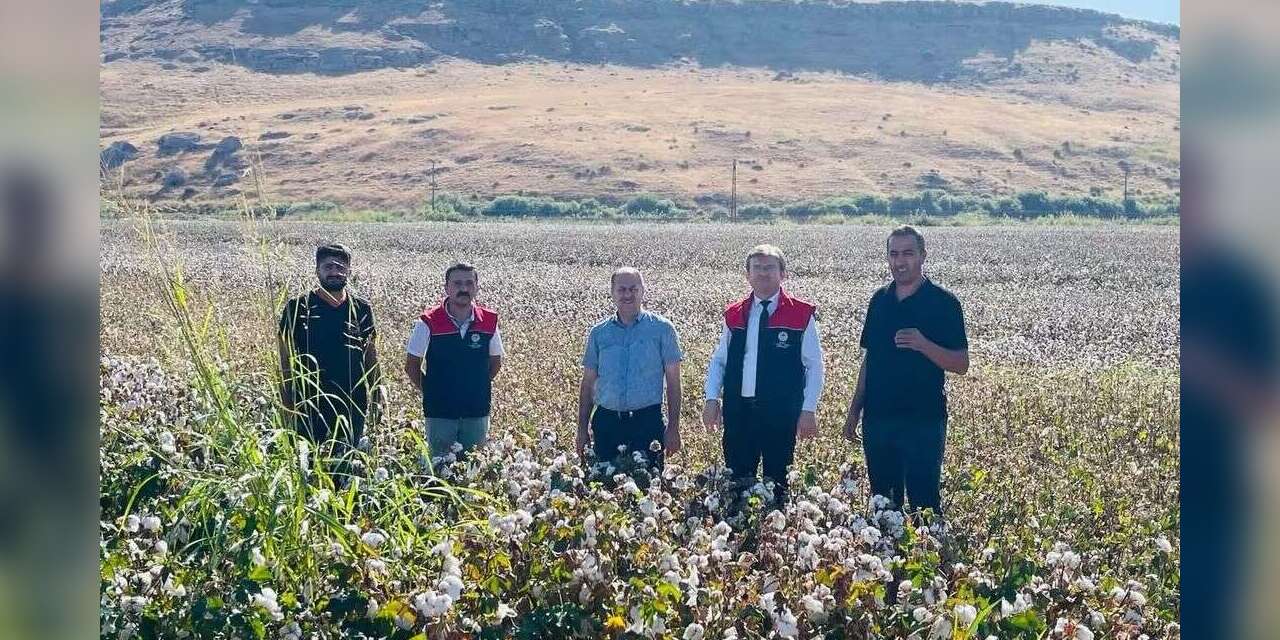 Cizre’de ’beyaz altın’ mesaisi başladı