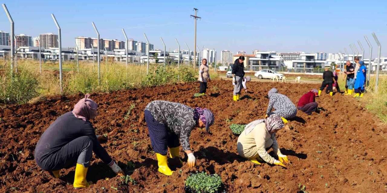 Kent bostanında kışlık üretim dönemi başladı