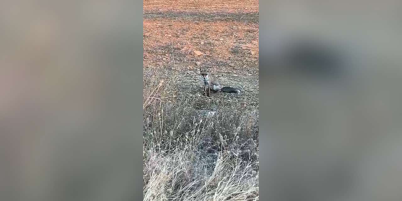 Aç kalan yavru tilki köye indi