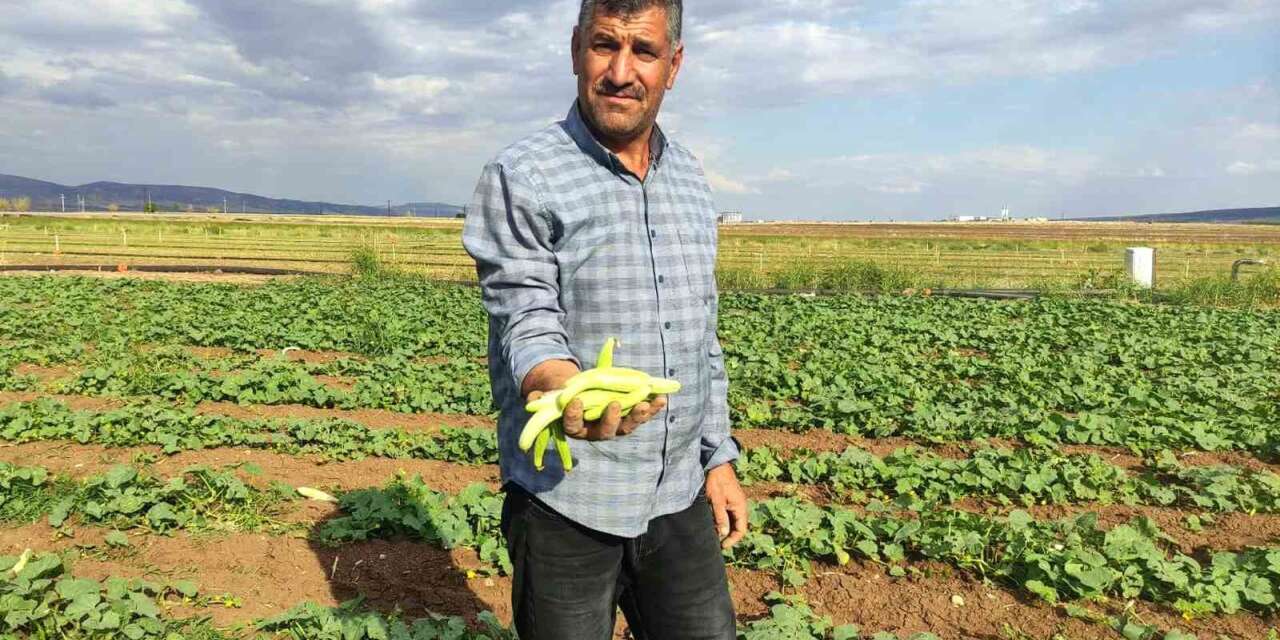 Araban Ovası’nda turşuluk acura yoğun talep