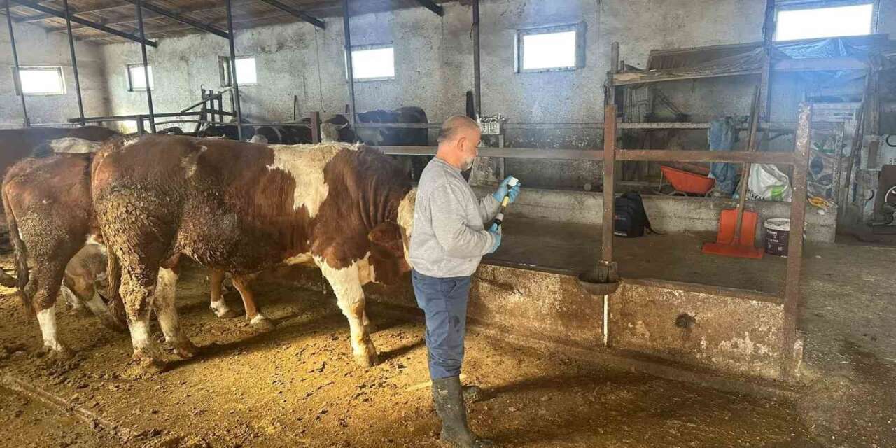 Aydıntepe’de şap aşılama çalışmaları 13 köyde tamamlandı